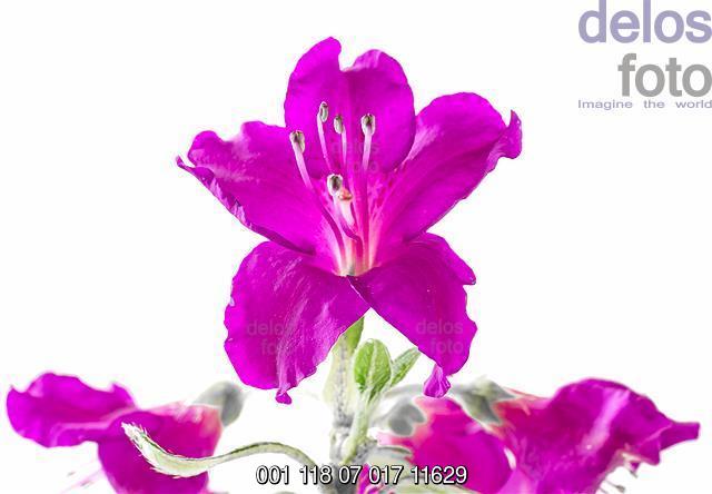 Rhododendron, Azalee, Gartenazalee, Blüte Violett